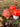 Salt og pebersæt - Svampe/Mushroom detalje
