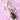 Champagne - ornament