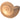 Lampe Shell Sandstone Ivory