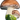Svampe knage
