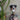 Australsk hyrdehund knage