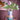 Miss Jody Vase