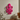 Pink blæksprutte - vægdekoration fra GiftCompany – tæt på detaljer