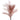 Evighedsblomster i dusede farver